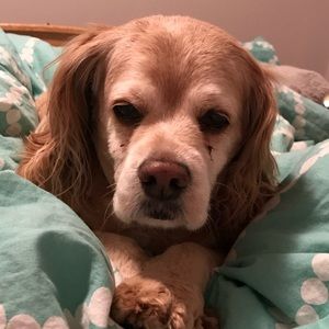 Meet your Posher, Maya